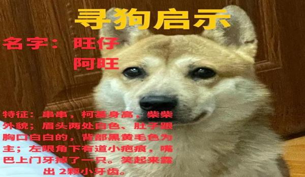 三角洲寻血猎犬为什么封不掉(三角洲寻血猎犬为什么官方不封) 三角洲寻血猎犬为什么封不掉(三角洲寻血猎犬为什么官方不封)